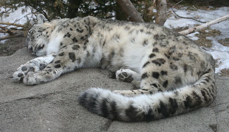 800px-Snow_leopard_sleeping
