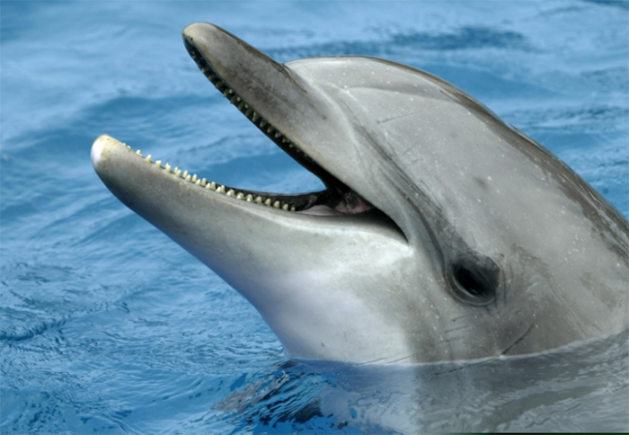 delfin_bahamas